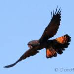 Red-tailed Black Cockatoos (Calyptorhynchus banksii)