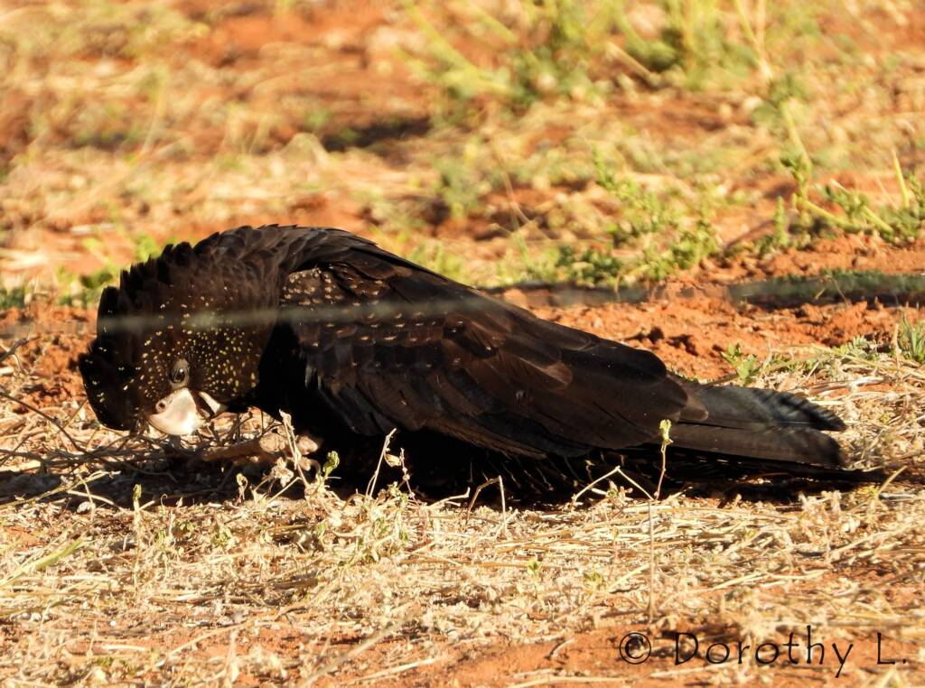 Red-tailed Black Cockatoos (Calyptorhynchus banksii)