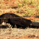 Red-tailed Black Cockatoo (Calyptorhynchus banksii)
