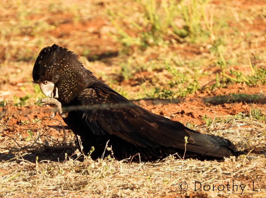 Red-tailed Black Cockatoos (Calyptorhynchus banksii)