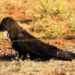 Red-tailed Black Cockatoo (Calyptorhynchus banksii)