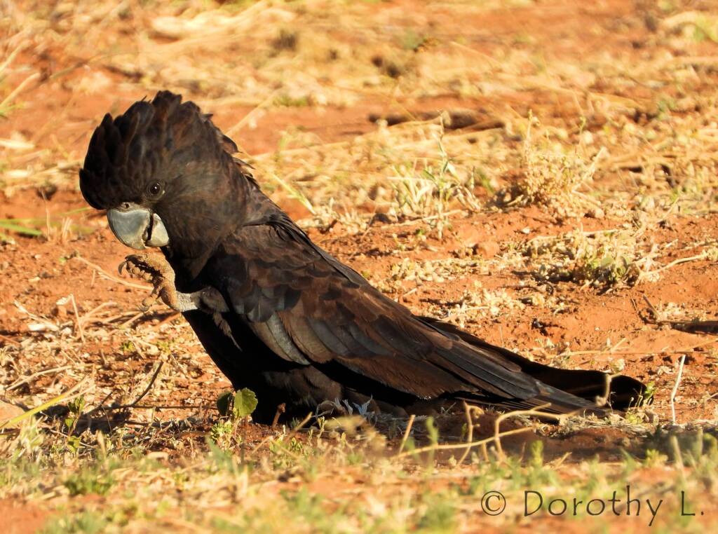 Red-tailed Black Cockatoos (Calyptorhynchus banksii)