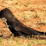 Red-tailed Black Cockatoo (Calyptorhynchus banksii)