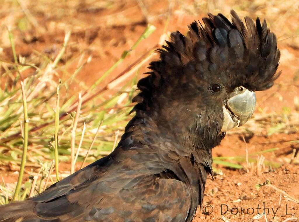 Red-tailed Black Cockatoos (Calyptorhynchus banksii)