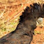 Red-tailed Black Cockatoo (Calyptorhynchus banksii)