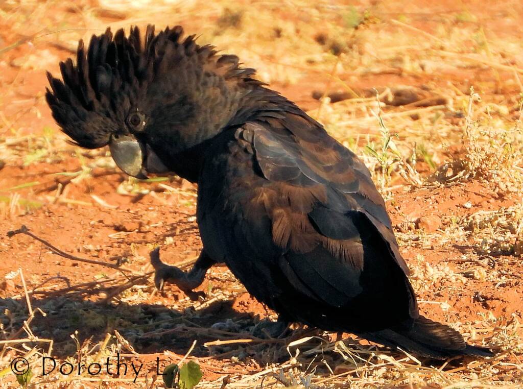 Red-tailed Black Cockatoos (Calyptorhynchus banksii)