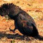 Red-tailed Black Cockatoo (Calyptorhynchus banksii)