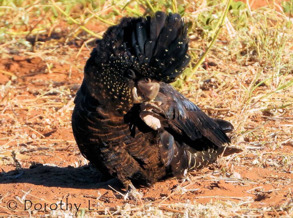 Red-tailed Black Cockatoo (Calyptorhynchus banksii)