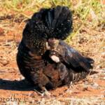 Red-tailed Black Cockatoo (Calyptorhynchus banksii)