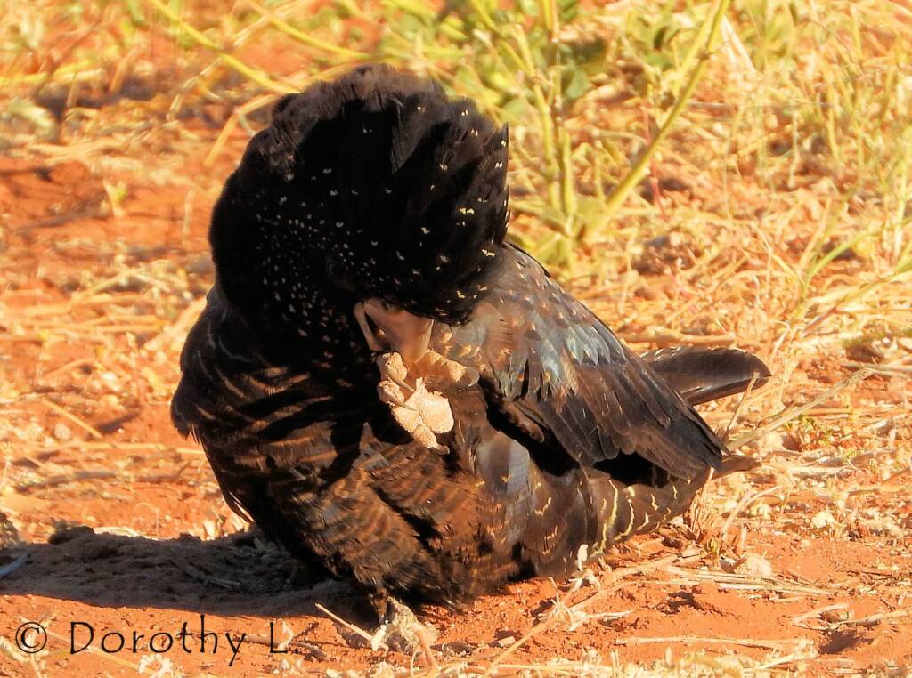 Red-tailed Black Cockatoos (Calyptorhynchus banksii)