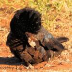 Red-tailed Black Cockatoo (Calyptorhynchus banksii)