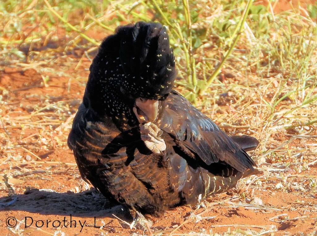 Red-tailed Black Cockatoos (Calyptorhynchus banksii)