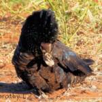 Red-tailed Black Cockatoo (Calyptorhynchus banksii)