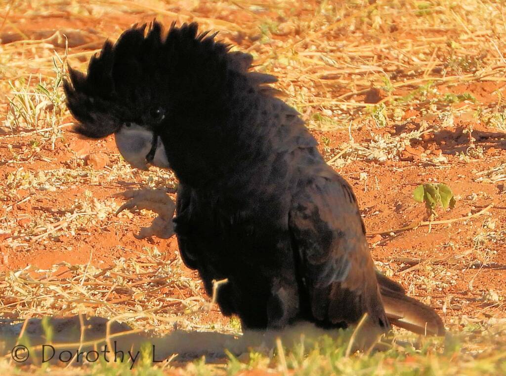 Red-tailed Black Cockatoos (Calyptorhynchus banksii)