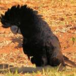 Red-tailed Black Cockatoo (Calyptorhynchus banksii)