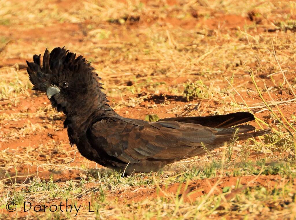 Red-tailed Black Cockatoos (Calyptorhynchus banksii)