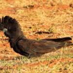 Red-tailed Black Cockatoo (Calyptorhynchus banksii)