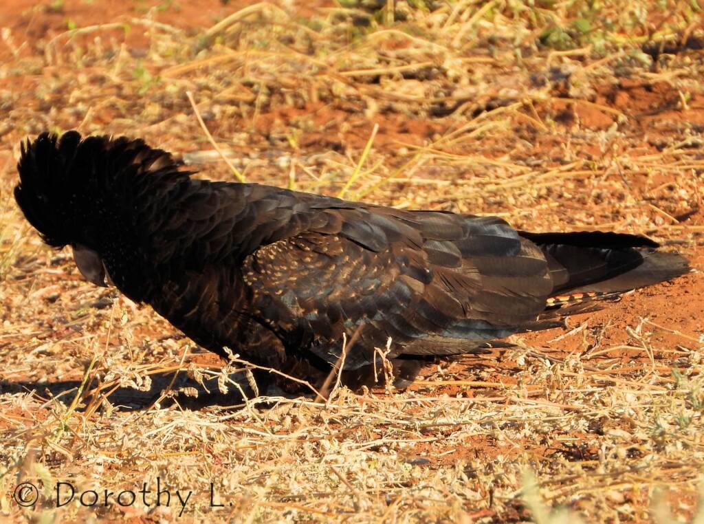 Red-tailed Black Cockatoos (Calyptorhynchus banksii)