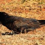 Red-tailed Black Cockatoo (Calyptorhynchus banksii)