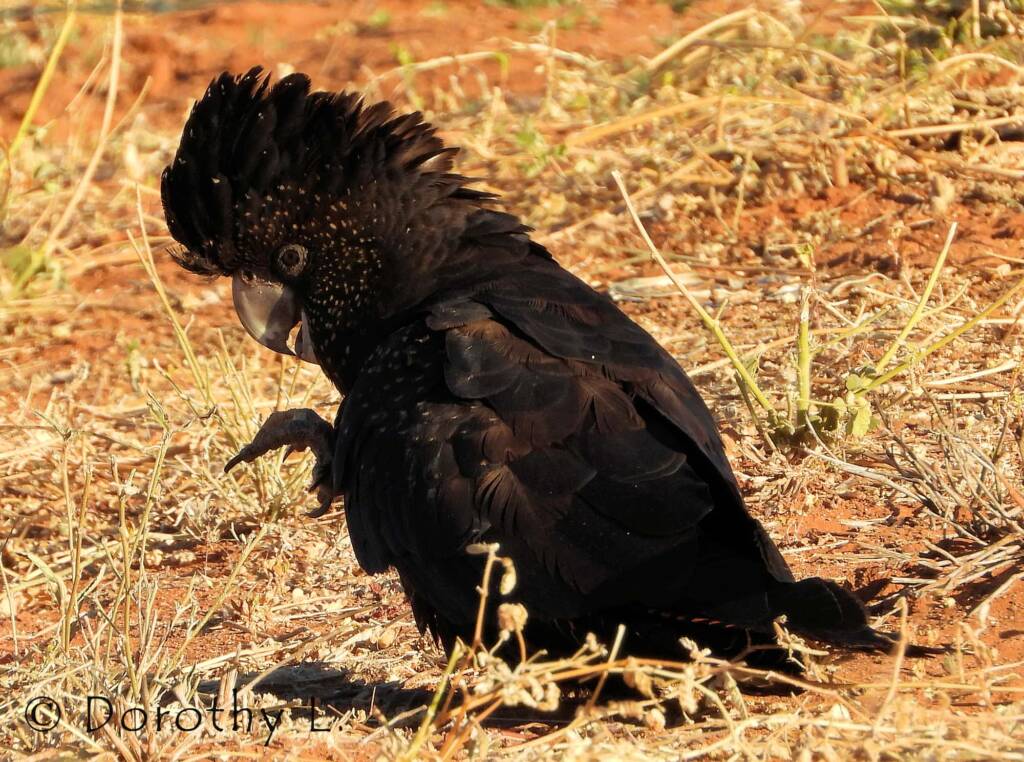 Red-tailed Black Cockatoos (Calyptorhynchus banksii)