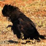 Red-tailed Black Cockatoo (Calyptorhynchus banksii)
