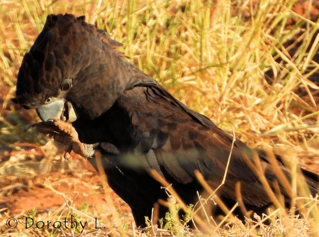 Red-tailed Black Cockatoos (Calyptorhynchus banksii)