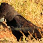 Red-tailed Black Cockatoo (Calyptorhynchus banksii)
