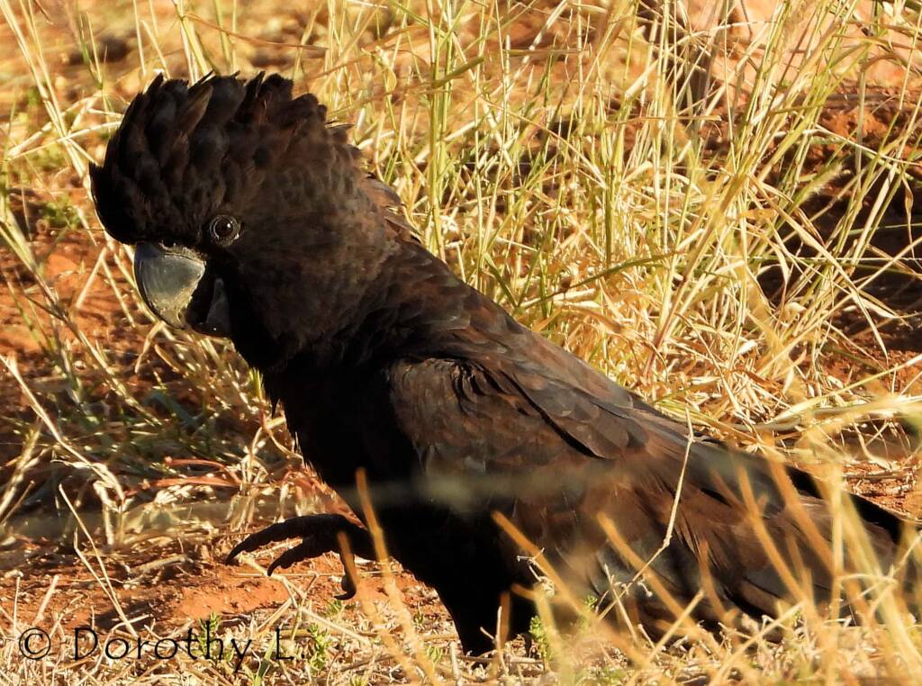 Red-tailed Black Cockatoos (Calyptorhynchus banksii)
