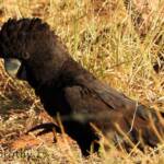 Red-tailed Black Cockatoo (Calyptorhynchus banksii)