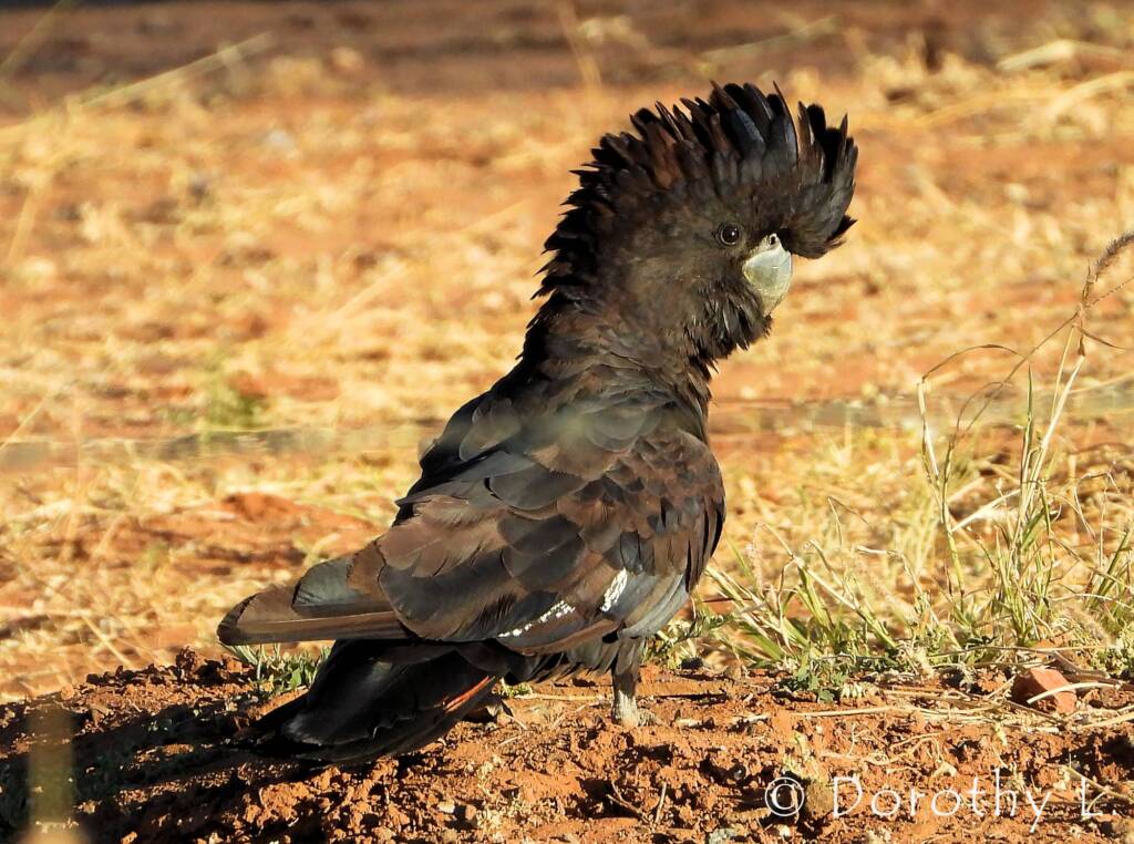 Red-tailed Black Cockatoos (Calyptorhynchus banksii)