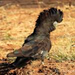 Red-tailed Black Cockatoo (Calyptorhynchus banksii)