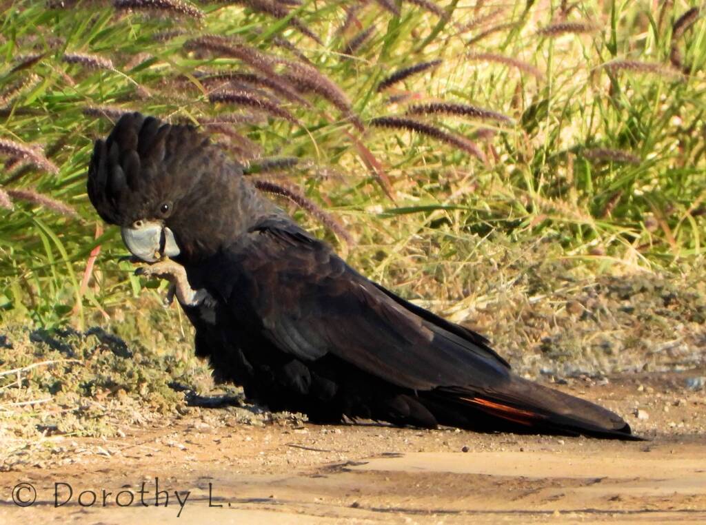 Red-tailed Black Cockatoos (Calyptorhynchus banksii)