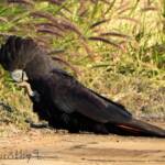 Red-tailed Black Cockatoo (Calyptorhynchus banksii)
