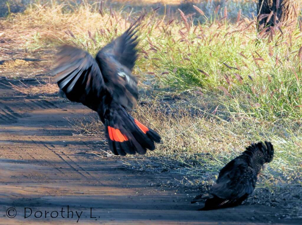 Red-tailed Black Cockatoos (Calyptorhynchus banksii)