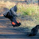 Red-tailed Black Cockatoos (Calyptorhynchus banksii)