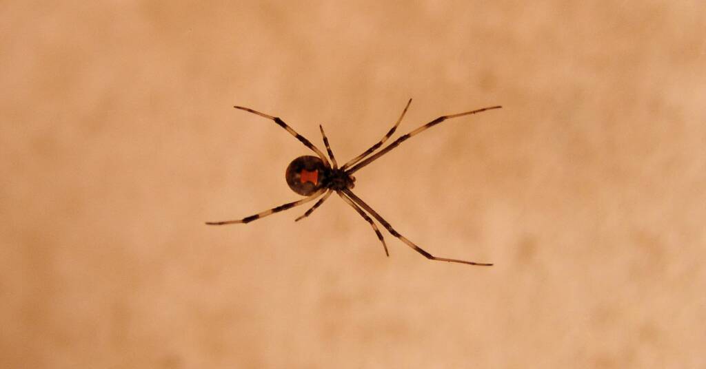Redback Spider (Latrodectus hasselti), Alice Springs, NT