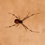 Redback Spider (Latrodectus hasselti), Alice Springs, NT
