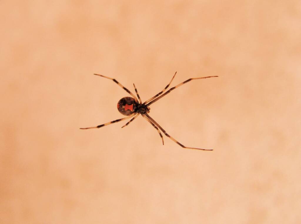 Redback Spider (Latrodectus hasselti), Alice Springs, NT