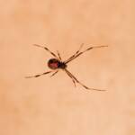 Redback Spider (Latrodectus hasselti), Alice Springs, NT