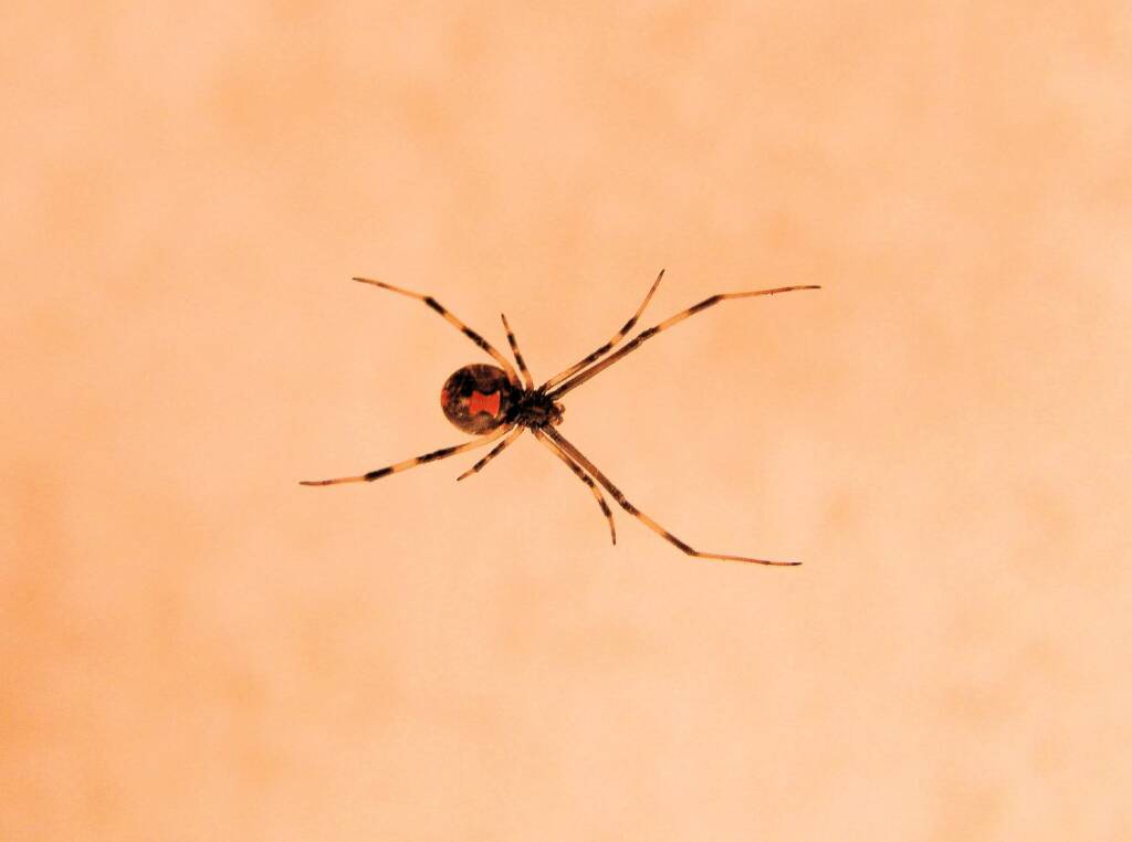 Redback Spider (Latrodectus hasselti), Alice Springs, NT
