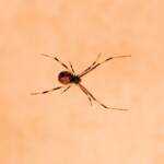 Redback Spider (Latrodectus hasselti), Alice Springs, NT