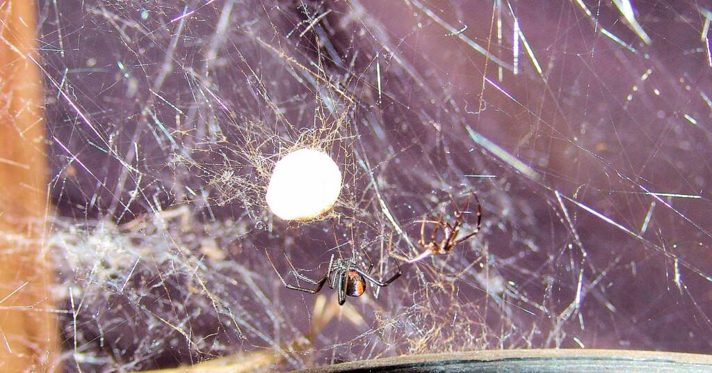 Redback Spider (Latrodectus hasselti), Alice Springs, NT