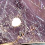 Redback Spider (Latrodectus hasselti), Alice Springs, NT
