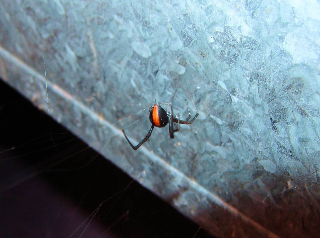 Redback Spider (Latrodectus hasselti), Alice Springs, NT