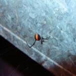 Redback Spider (Latrodectus hasselti), Alice Springs, NT