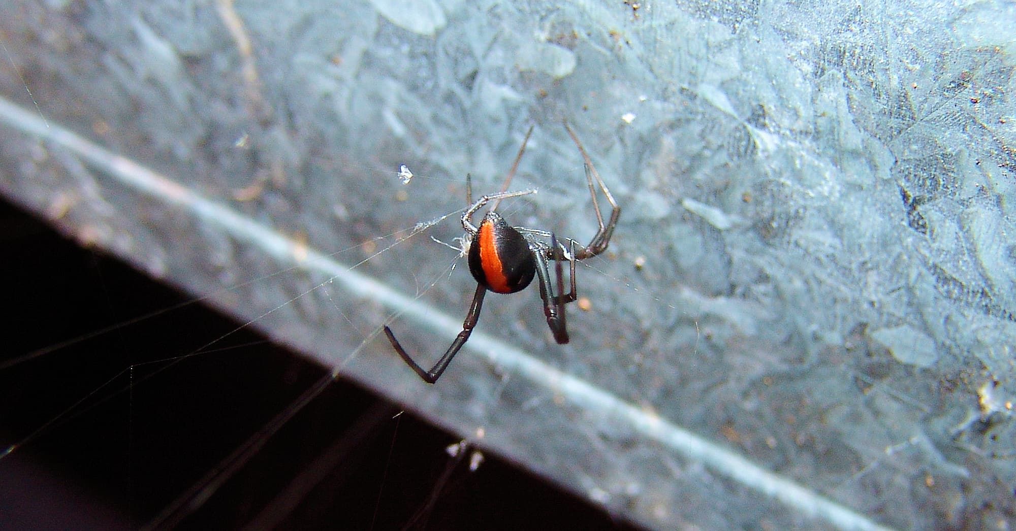 Redback Spider (Latrodectus hasselti), Alice Springs, NT