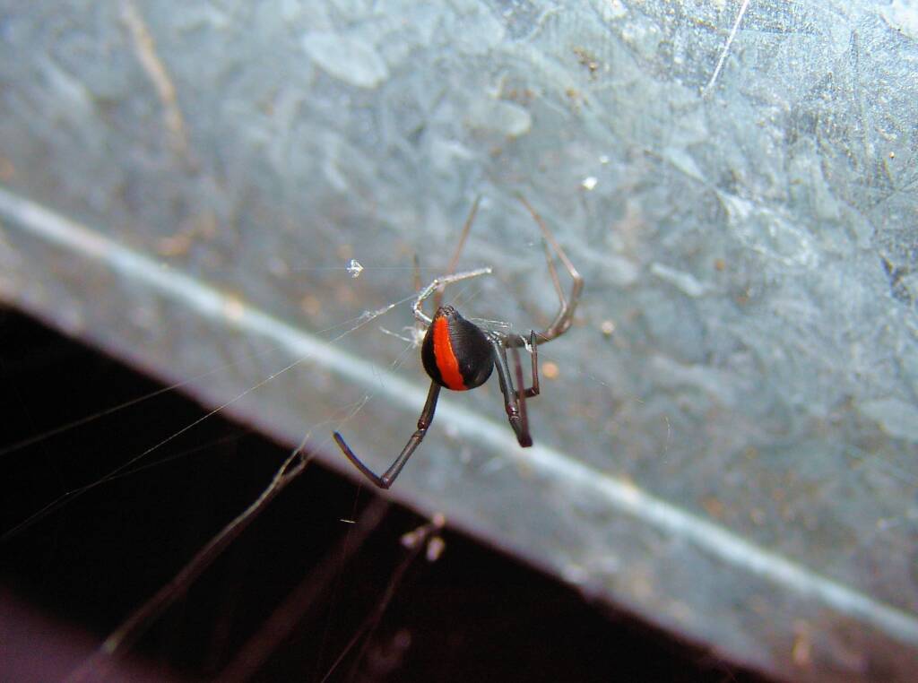 Redback Spider (Latrodectus hasselti), Alice Springs, NT