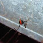 Redback Spider (Latrodectus hasselti), Alice Springs, NT