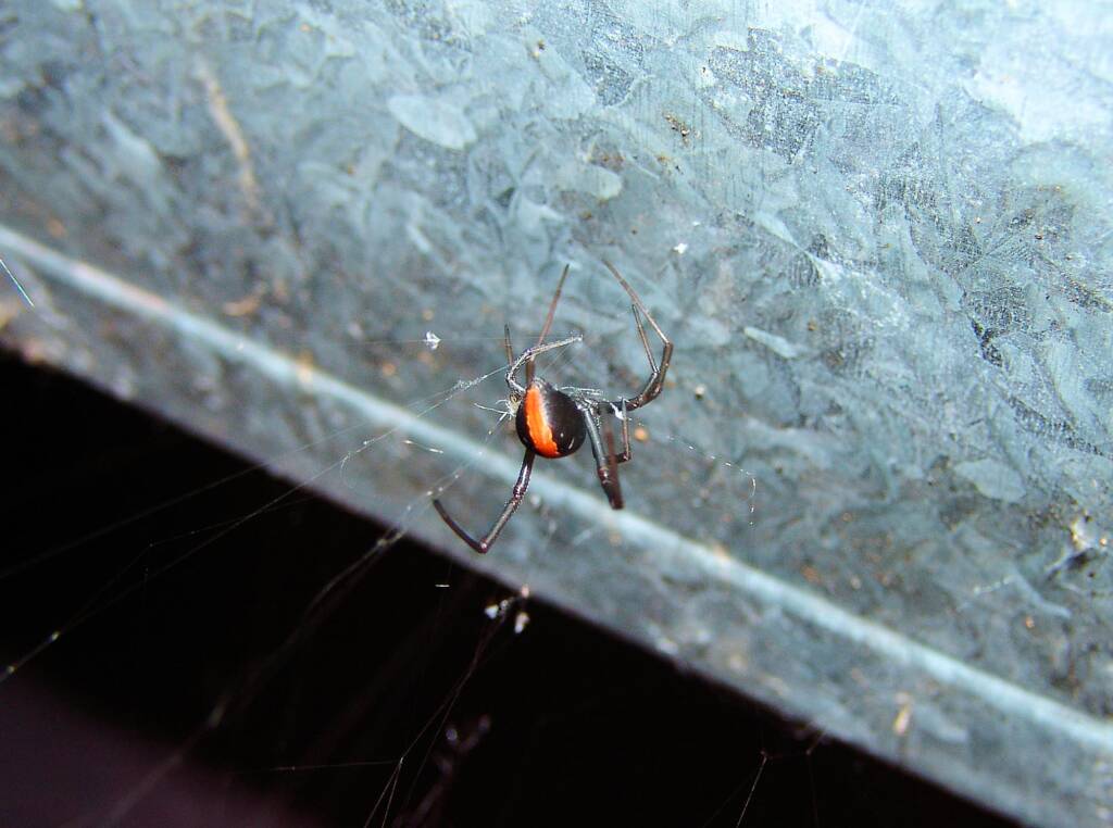 Redback Spider (Latrodectus hasselti), Alice Springs, NT