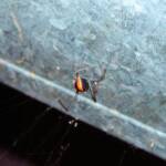 Redback Spider (Latrodectus hasselti), Alice Springs, NT